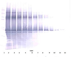 Invitrogen Nanog Polyclonal Antibody, Biotin, PeproTech , Invitrogen 50