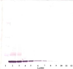 CXCL14 Polyclonal Antibody, PeproTech , Invitrogen:Antibodies:Primary Antibodies