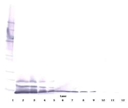 CXCL14 Polyclonal Antibody, PeproTech , Invitrogen:Antibodies:Primary Antibodies