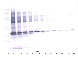 Invitrogen ApoE3 Polyclonal Antibody, PeproTech , Invitrogen 50 &mu;g;