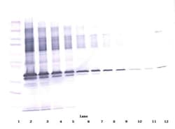 Invitrogen ApoE3 Polyclonal Antibody, Biotin, PeproTech , Invitrogen 500
