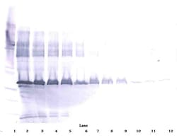 Invitrogen ApoE3 Polyclonal Antibody, Biotin, PeproTech , Invitrogen 500