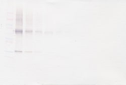 PeproTech Adiponectin Polyclonal Antibody, PeproTech , Invitrogen:Antibodies:Primary