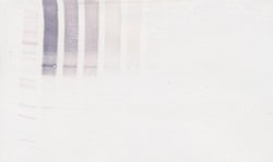 PeproTech Adiponectin Polyclonal Antibody, Biotin, PeproTech , Invitrogen