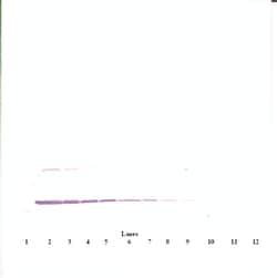 Invitrogen IL-3 Polyclonal Antibody, Biotin, PeproTech , Invitrogen 50