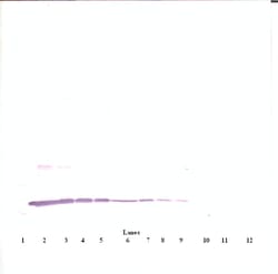 Invitrogen IL-3 Polyclonal Antibody, Biotin, PeproTech , Invitrogen 50
