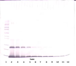 Invitrogen IL-4 Polyclonal Antibody, PeproTech , Invitrogen 50 &mu;g; Unconjugated:Antibodies,