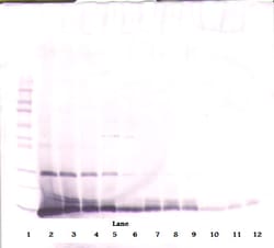 Invitrogen IL-4 Polyclonal Antibody, PeproTech , Invitrogen 50 &mu;g; Unconjugated:Antibodies,