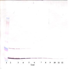 MIA Polyclonal Antibody, Biotin, PeproTech , Invitrogen:Antibodies:Primary
