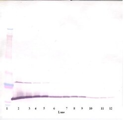 MIA Polyclonal Antibody, Biotin, PeproTech , Invitrogen:Antibodies:Primary