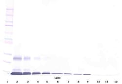 PeproTech GITRL Polyclonal Antibody, PeproTech , Invitrogen 50 &mu;g; Unconjugated:Antibodies,