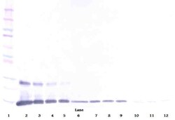 PeproTech GITRL Polyclonal Antibody, PeproTech , Invitrogen 50 &mu;g; Unconjugated:Antibodies,