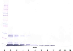 GITRL Polyclonal Antibody, Biotin, PeproTech , Invitrogen:Antibodies:Primary