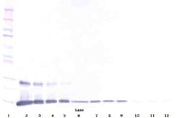 GITRL Polyclonal Antibody, Biotin, PeproTech , Invitrogen:Antibodies:Primary