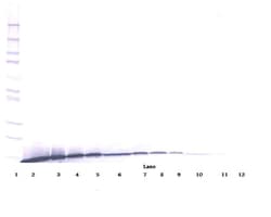PeproTech Artemin Polyclonal Antibody, PeproTech , Invitrogen 50 &mu;g;