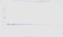Artemin Polyclonal Antibody, Biotin, PeproTech , Invitrogen:Antibodies:Primary