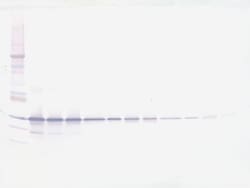 Invitrogen Galectin 3 Polyclonal Antibody, Biotin, PeproTech , Invitrogen