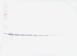 Invitrogen Galectin 3 Polyclonal Antibody, Biotin, PeproTech , Invitrogen