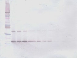 IL-28A Polyclonal Antibody, PeproTech , Invitrogen:Antibodies:Primary Antibodies