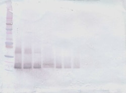 IL-28A Polyclonal Antibody, PeproTech , Invitrogen:Antibodies:Primary Antibodies