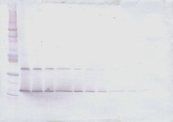 IL-28A Polyclonal Antibody, Biotin, PeproTech , Invitrogen:Antibodies:Primary