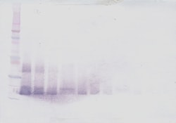 IL-28A Polyclonal Antibody, Biotin, PeproTech , Invitrogen:Antibodies:Primary