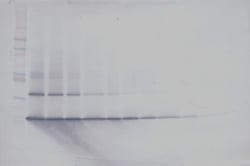 IL17B Polyclonal Antibody, Biotin, PeproTech , Invitrogen:Antibodies:Primary