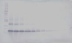 IL17B Polyclonal Antibody, Biotin, PeproTech , Invitrogen:Antibodies:Primary