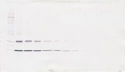 Invitrogen IL-31 Polyclonal Antibody, Biotin, PeproTech , Invitrogen 50