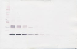 Invitrogen IL-31 Polyclonal Antibody, Biotin, PeproTech , Invitrogen 50
