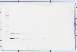 IL-4 Polyclonal Antibody, Biotin, PeproTech , Invitrogen:Antibodies:Primary
