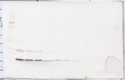 IL-4 Polyclonal Antibody, Biotin, PeproTech , Invitrogen:Antibodies:Primary