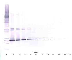 IL-5 Polyclonal Antibody, PeproTech , Invitrogen:Antibodies:Primary Antibodies