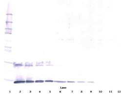IL-5 Polyclonal Antibody, PeproTech , Invitrogen:Antibodies:Primary Antibodies