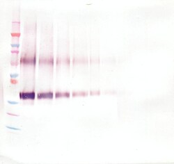 Invitrogen WNT1 Polyclonal Antibody, PeproTech , Invitrogen 1 mg; Unconjugated:Antibodies,