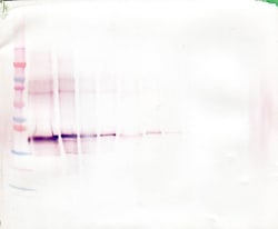 Invitrogen WNT1 Polyclonal Antibody, PeproTech , Invitrogen 1 mg; Unconjugated:Antibodies,