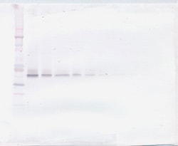 WNT3A Polyclonal Antibody, PeproTech , Invitrogen:Antibodies:Primary Antibodies