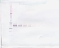WNT3A Polyclonal Antibody, PeproTech , Invitrogen:Antibodies:Primary Antibodies
