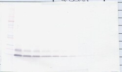 Invitrogen betacellulin Polyclonal Antibody, Biotin, PeproTech , Invitrogen