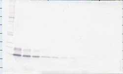 Invitrogen betacellulin Polyclonal Antibody, Biotin, PeproTech , Invitrogen