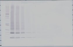 PeproTech CTAGE5 Polyclonal Antibody, Biotin, PeproTech , Invitrogen 500