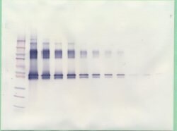 PeproTech Serpina12 Polyclonal Antibody, PeproTech , Invitrogen:Antibodies:Primary