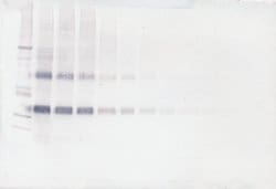NOV Polyclonal Antibody, Biotin, PeproTech , Invitrogen:Antibodies:Primary