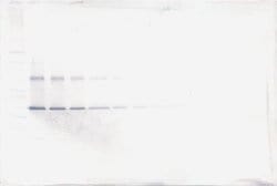 NOV Polyclonal Antibody, Biotin, PeproTech , Invitrogen:Antibodies:Primary