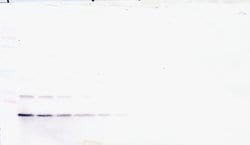 TSLP Polyclonal Antibody, Biotin, PeproTech , Invitrogen:Antibodies:Primary