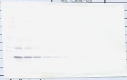 TSLP Polyclonal Antibody, Biotin, PeproTech , Invitrogen:Antibodies:Primary