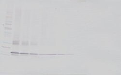 C19orf10 Polyclonal Antibody, Biotin, PeproTech , Invitrogen:Antibodies:Primary