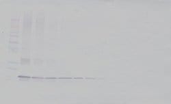 C19orf10 Polyclonal Antibody, Biotin, PeproTech , Invitrogen:Antibodies:Primary