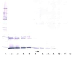 IL-5 Polyclonal Antibody, Biotin, PeproTech , Invitrogen:Antibodies:Primary
