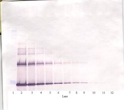 PeproTech IL-6 Polyclonal Antibody, PeproTech , Invitrogen 50 &mu;g; Unconjugated:Antibodies,